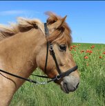 Karlslund Bitloos Kaakgekruist Hoofdstel 