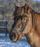 Tolt Saga Hoofdstel Abel