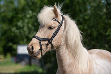 Tolt Saga Hoofdstel Anatomisch Svartad&iacute;s