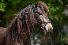 Tolt Saga Hoofdstel Anatomisch Sk&oacute;gar