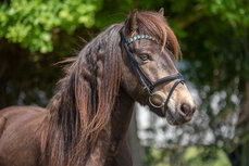 Tolt Saga Hoofdstel Smaragda