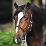 Kavalkade Halster Cavo met touw Zwart Grijs