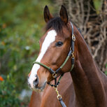 Kavalkade Halster Cavo met touw Bruin Khaki