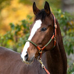 Kavalkade Halster Cavo met touw Cognac Groen