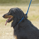 Busse halster Function 3-in-1