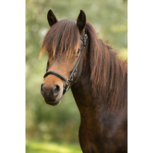 Tolt Saga Mix &#039;n Match Lage Neusriem