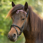 Tolt Saga Mix &#039;n Match Soft Pink Kopstuk