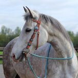 Western Hoofdstel Blue Strass