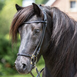 Hoofdstel Glansandi compleet &ndash; maat Cob &ndash; laatste stuks