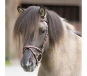 Compleet hoofdstel Aradis Gull met Engelse neusriem &ndash; bruin geolied leer met gouden accenten op = op