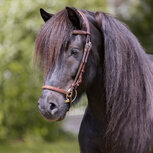 Compleet hoofdstel Aradis Gull &ndash; bruin geolied leer met gouden accenten op = op