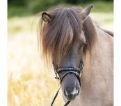 Hoofdstel Glansandi compleet &ndash; hoge neusriem, maat Cob, laatste stuks