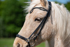 Tolt Saga Hoofdstel Kolperla