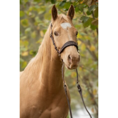 Bitloos Kingekruist Hoofdstel Kifra Ziva &ndash; Gebruikt