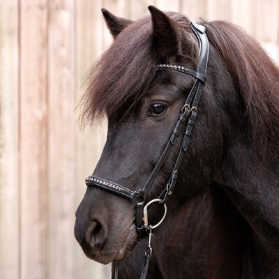 IJslander hoofdstel Freya Black on Black