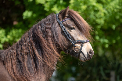 Tolt Saga Hoofdstel Anatomisch R&oacute;ska