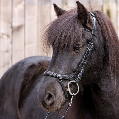 IJslander hoofdstel Kavalkade Jorunn Black on Black