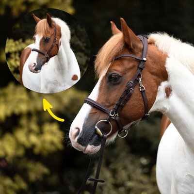 Artemis 2-in-1 Hoofdstel &ndash; Geolied leder