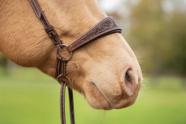 Bitloos Kingekruist Hoofdstel Kifra Ziva