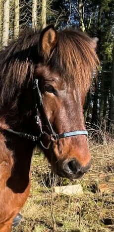 Karlslund Strass Color small Neusriem voor Combi Hoofdstel
