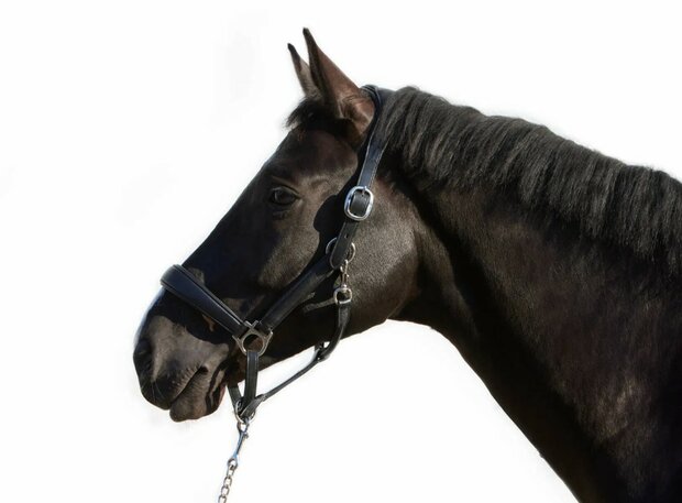 Kieffer Ultrasoft&reg; Deluxe halster