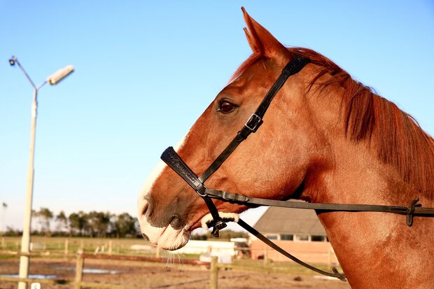 Bitloos Sidepull Hoofdstel Kifra Saga Black