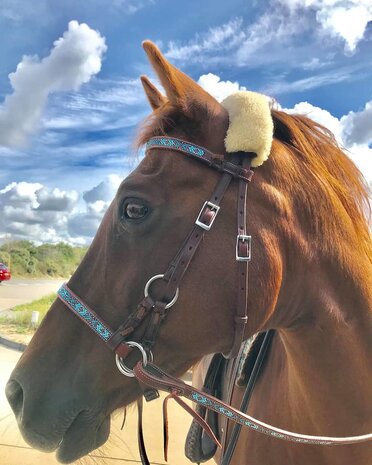 Bitloos Sidepull Hoofdstel met Blue Beads &ndash; 5 Kleuren