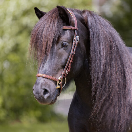 Compleet hoofdstel Aradis Gull &ndash; bruin geolied leer met gouden accenten op = op