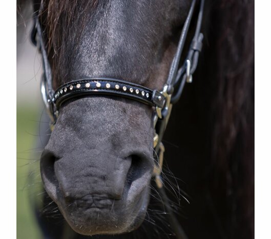 Kjartan lage neusriem Glansandi &ndash; laatste stuks, compleet met kopstuk