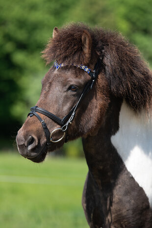Tolt Saga Hoofdstel Bl&aacute;ma