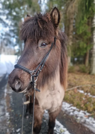 Tolt Saga Mix 'n Match Lage Neusriem