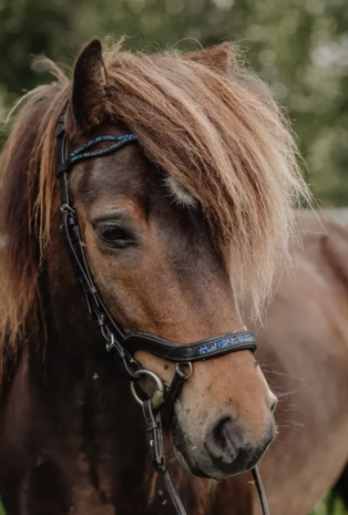 Tolt Saga Hoofdstel Anatomisch Krapi
