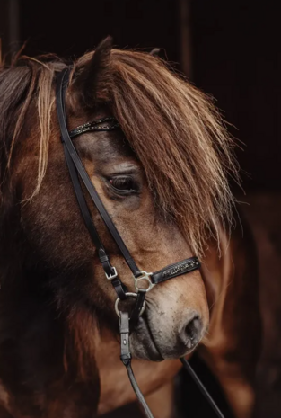 T&ouml;lt Saga Hoofdstel &ndash; Black &amp; Gold Edition