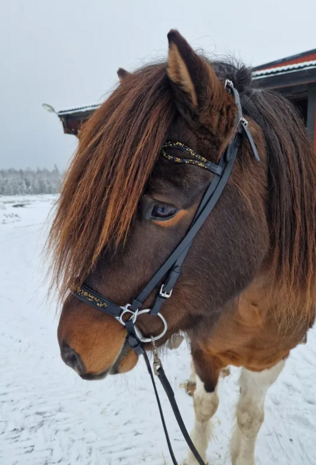 T&ouml;lt Saga Hoofdstel &ndash; Black &amp; Gold Edition