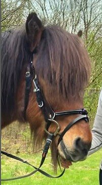 Karlslund Riding Halter &ndash;  hoofdstel &amp; halster in &eacute;&eacute;n