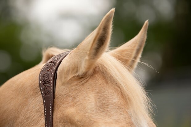Bitloos Kingekruist Hoofdstel Kifra Ziva &ndash; Gebruikt