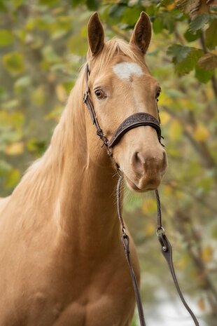 Bitloos Kingekruist Hoofdstel Kifra Ziva &ndash; Gebruikt