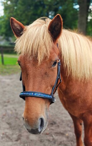 T&ouml;lt Saga Bitloos Sidepull Hoofdstel &ndash; Comfortabel, Vriendelijk &amp; Anatomisch