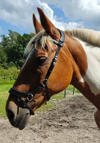 Bitloos Sidepull Hoofdstel met Strass &ndash; Zwart Leder