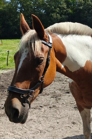 Bitloos Sidepull Hoofdstel met Strass &ndash; Zwart Leder