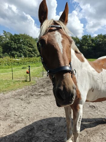 Bitloos Sidepull Hoofdstel met Strass &ndash; Zwart Leder