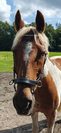 Bitloos Sidepull Hoofdstel met Strass &ndash; Zwart Leder