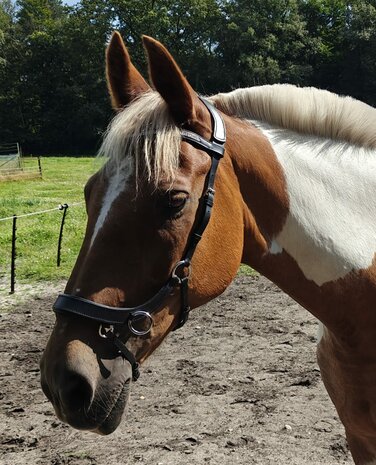 Bitloos Sidepull Hoofdstel met Strass &ndash; Zwart Leder