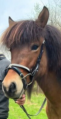 Karlslund Kombi gecombineerde neusriem met  4 rijen kristallen