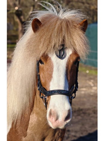 Kifra Icelandic Hoofdstel Deep Blue