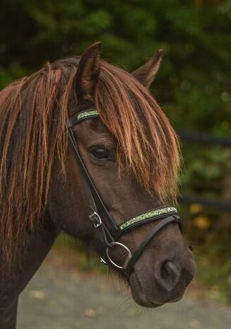 Tolt Saga Gasir - IJslander Hoofdstel Zwart Leder &ndash; Groene Kristal Inlay