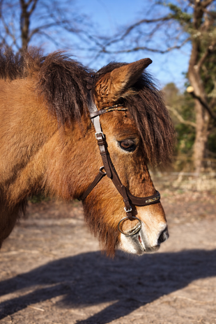 Kifra Anatomic Blue &ndash; Anatomisch Hoofdstel met Blauwe Kristallen OP = OP