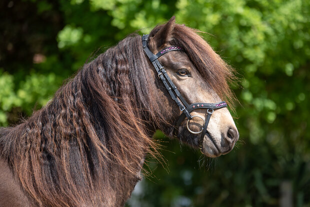 Tolt Saga Hoofdstel Anatomisch R&oacute;ska