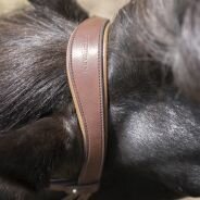 Compleet hoofdstel Aradis Gull &ndash; bruin geolied leer met gouden accenten op = op