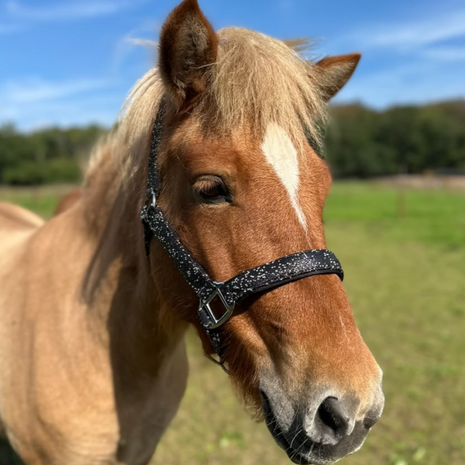 Kifra Glitter Halster Stjarna